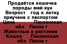 Продаётся кошечка породы май кун.Возрост 1 год,к лотку приучена с паспортом › Цена ­ 4 000 - Пензенская обл., Пенза г. Животные и растения » Кошки   . Пензенская обл.,Пенза г.